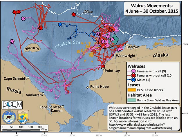 Most Recent Walrus Tracking Map