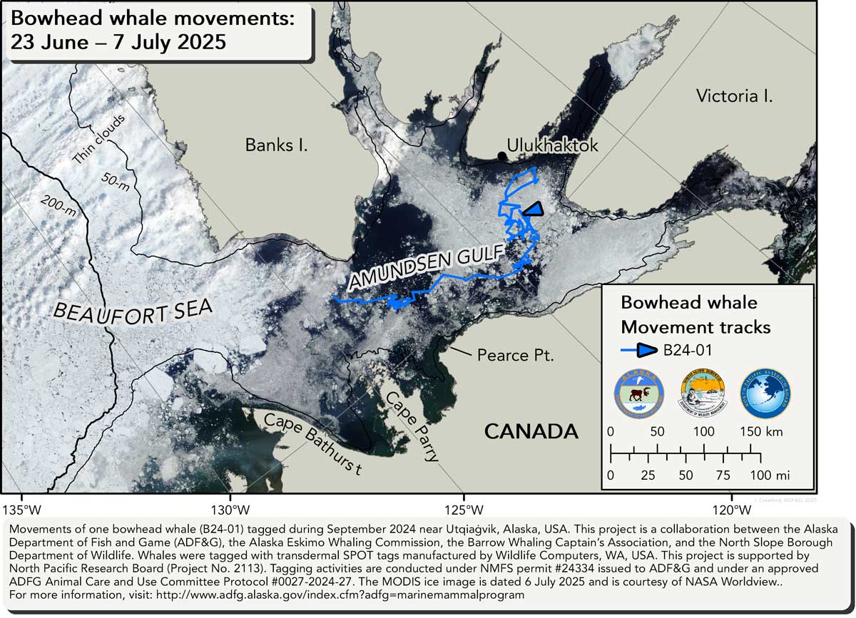 Map tracking bowhead whale movements between 06/23/2025 – 07/07/2025