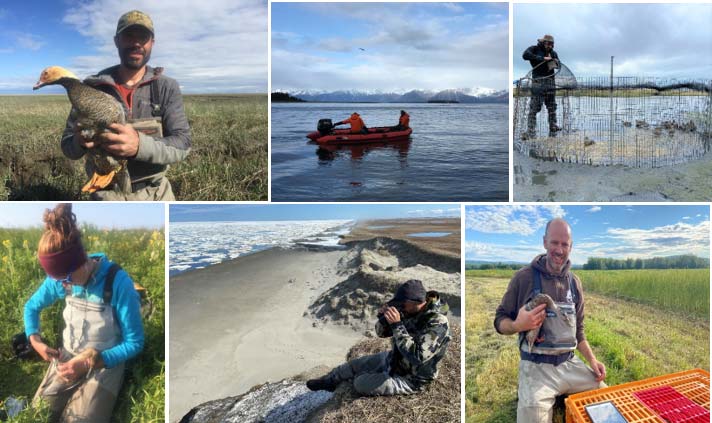 Miscellaneous images of waterfowl research.