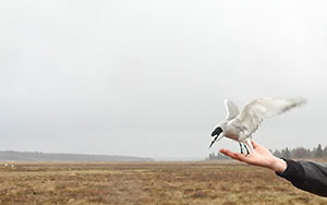 Researcher releasing an aleutian tern