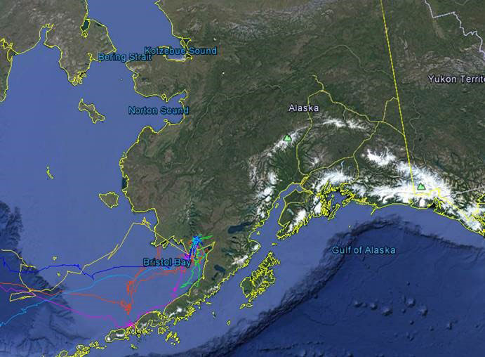 Map depicting migrations of Aleutian Terns starting near Bristol Bay and migrating west.