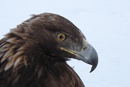 Raptor head