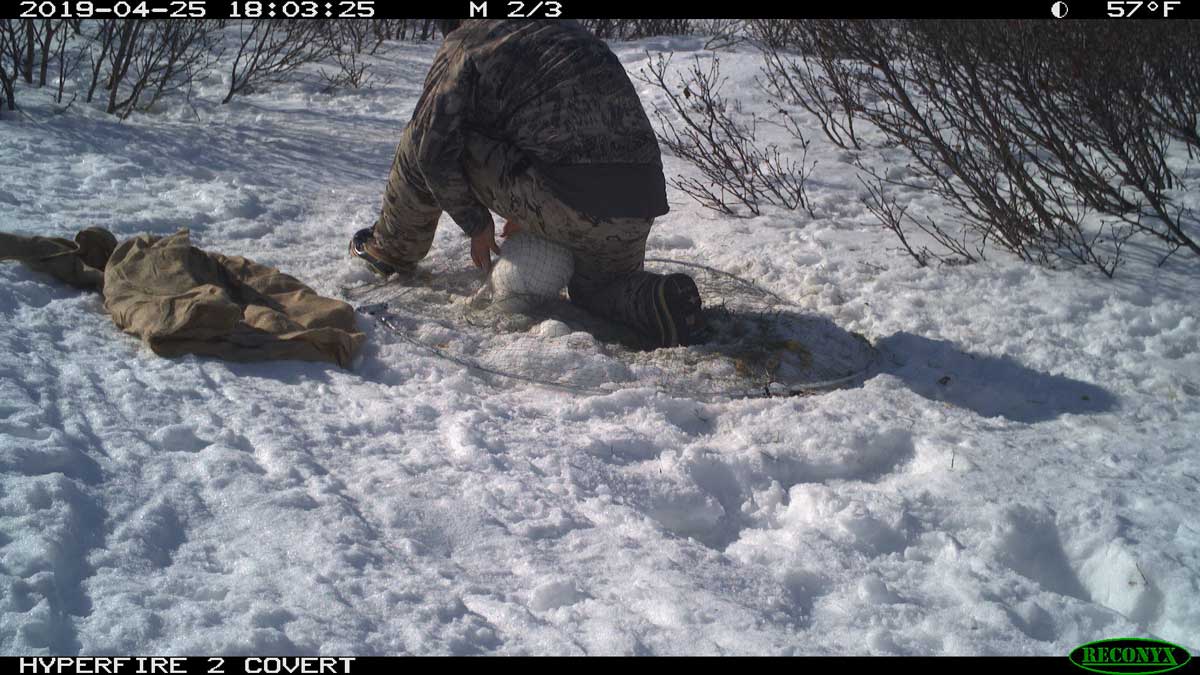 Alaska Hare Capture Footage - Alaska Department of Fish and Game (ADFG)
