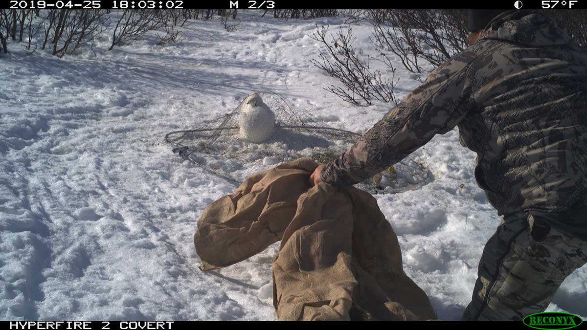 Alaska Hare Footage - Alaska Department of Fish and Game (ADFG)
