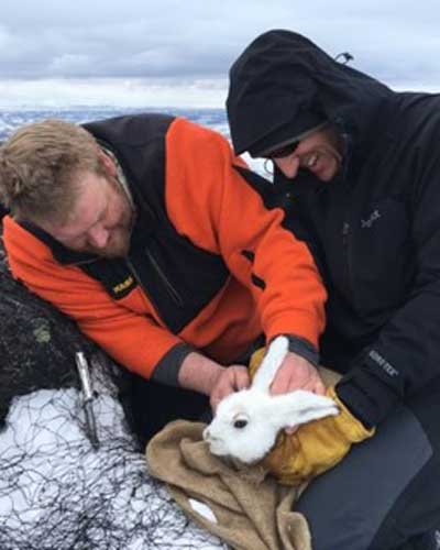 Alaska Hare Research