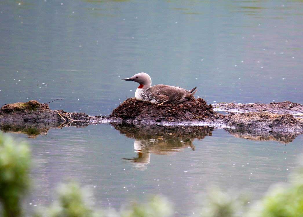 Red-throated Loon - Alaska Department of Fish and Game (ADFG)