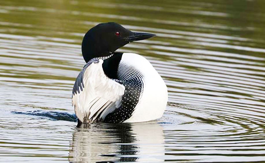 Common Loon - Alaska Department of Fish and Game - Alaska Department of Fish and Game (ADFG)