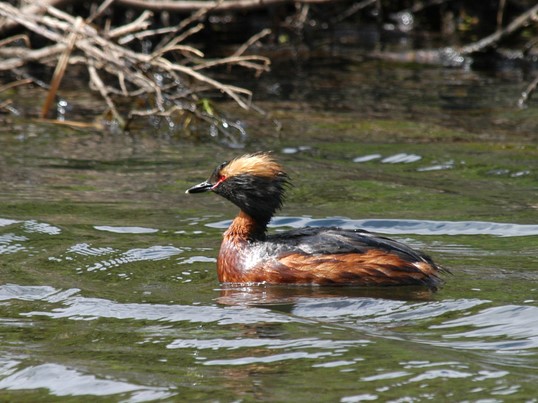 Horned Grebe - Alaska Department of Fish and Game - Alaska Department of Fish and Game (ADFG)