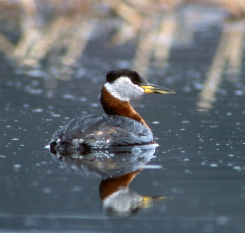 Red-necked Grebe - Alaska Department of Fish and Game - Alaska Department of Fish and Game (ADFG)