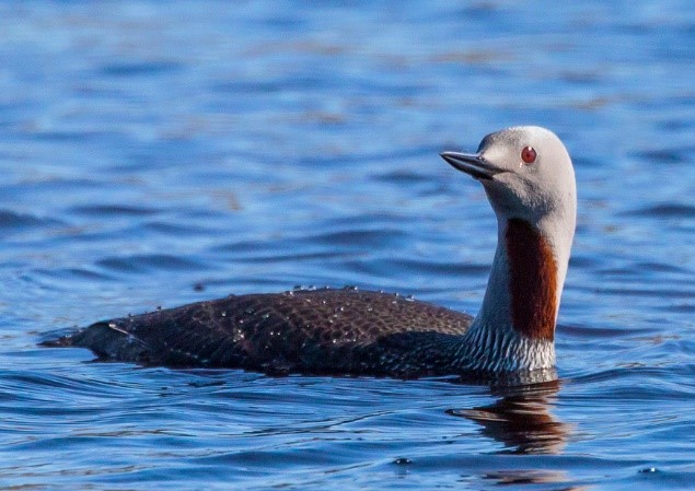 Red-throated Loon - Alaska Department of Fish and Game - Alaska Department of Fish and Game (ADFG)