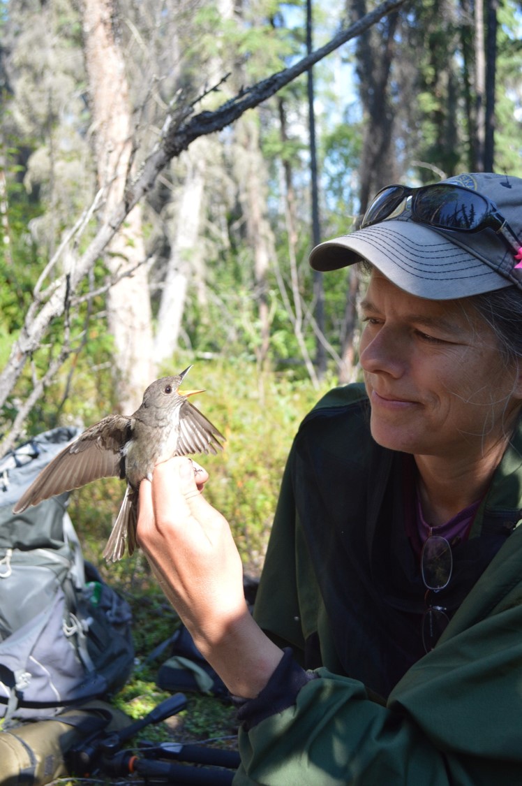 ADFG Wildlife Biologist Julie Hagelin handling an an Olive-sided Flycatcher that has just returned to Alaska from its year-long migratory journey to South America (Photo: E. Stacey, ADFG). - Alaska Department of Fish and Game (ADFG)