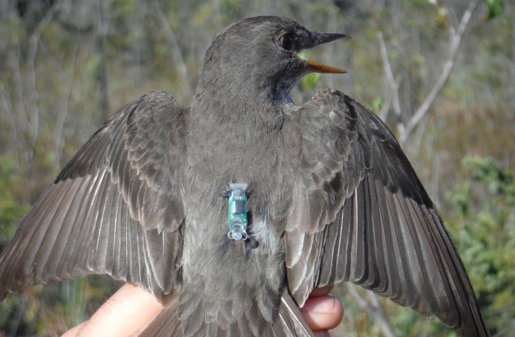 Olive-sided Flycatcher with light-level geolocator on its back. Photo: J. Hagelin, ADFG - Alaska Department of Fish and Game (ADFG)