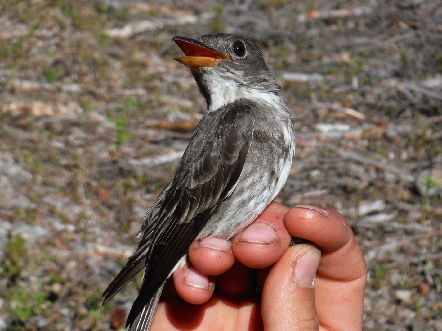 Olive-sided Flycatcher in the hand (Photo: J. Hagelin, ADFG) - Alaska Department of Fish and Game (ADFG)