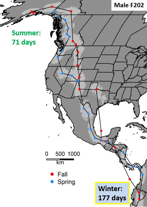 Static map of migration for a single bird. Male F202 spent 71 days breeding in Anchorage, Alaska, before moving south in the fall, which included crossing the Gulf of Mexico.  (Colored points indicate most likely location at he center of a gray 'data cloud').  F202 wintered for 177 days in Ecuador and/or Northern Peru, then returned in the spring to Anchorage again, where its data tag was collected within 10 yards of where it was deployed the previous year! - Alaska Department of Fish and Game (ADFG)