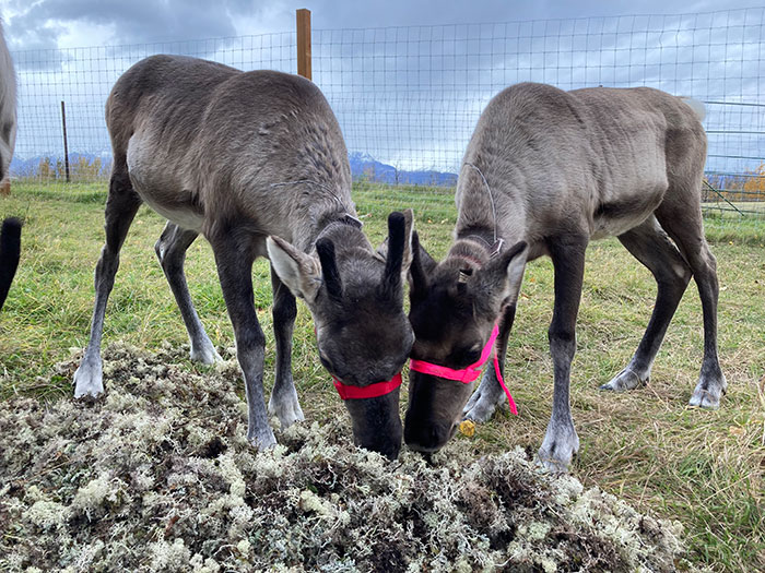 Two herbivores feeding