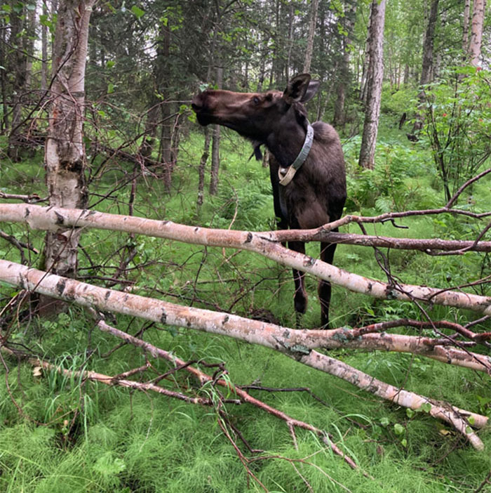 Ungulate browsing near fallen trees