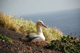 Photo of a Short-tailed Albatross