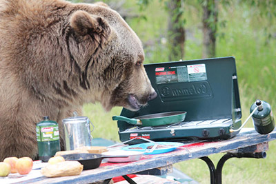Bear sniffing around campsite