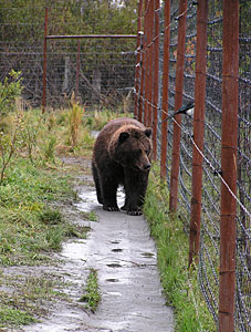 Fencing | Homesteading In Alaska Is Easier Than You Thought