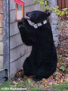 Bear eating from bird feeder