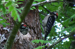 photo of two hairy woodpecker