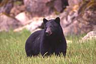 photo of a bear