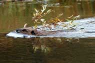 photo of a beaver