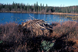 photo of a beaver dam