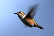 photo of a bird