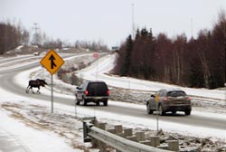 Moose blocking traffic in winter