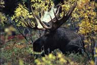 photo of a moose