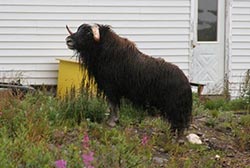 Muskox outside house