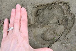 Big muskox track