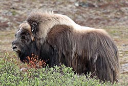 Wild muskox