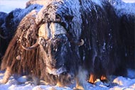 photo of a musk ox/Patrick Jones