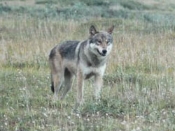 photo of a wolf