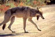 photo of a wolf