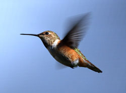 photo of a hummingbird
