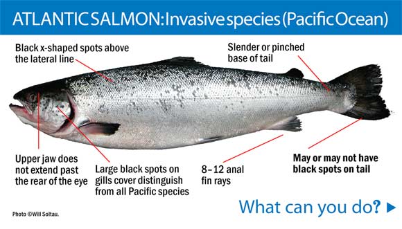 Atlantic salmon identification