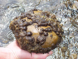 Person holding a rock covered in Didymosphenia geminata