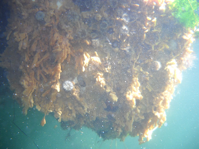 Didemnum vexillum underwater