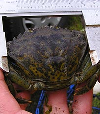 European Green Crab