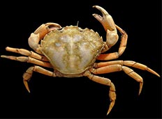 European Green Crab