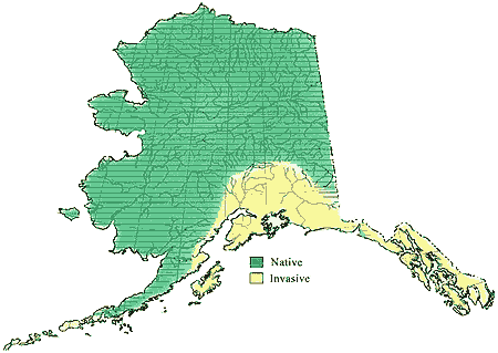 Alaskan Pike Fish