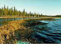 aquatic vegetation