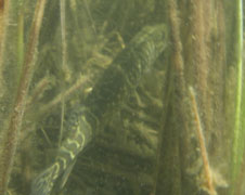 pike swimming