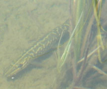 another pike swimming