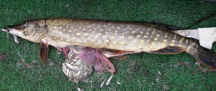 Pike with consumed salmonids in its stomach
