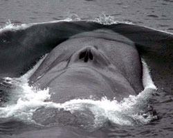 Photo of a blue whale