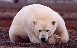 photo of a polar bear